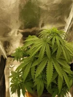 IMG_20220604_214535.cleaned.thumb.jpg.a3615bdf4495f6be3cf58072689f1cc4.webp