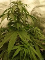 IMG_20220604_214552.cleaned.thumb.jpg.13ef4fcbb42aa7a3b855a4aa5fafeff7.webp