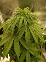 IMG_20220604_214556.cleaned.thumb.jpg.476f26918f01d9dc46f10bd80c7489e0.webp