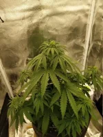 IMG_20220604_214611.cleaned.thumb.jpg.34301da1983c7fcbf964fa670bbb1a1e.webp