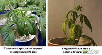 Полив 1
