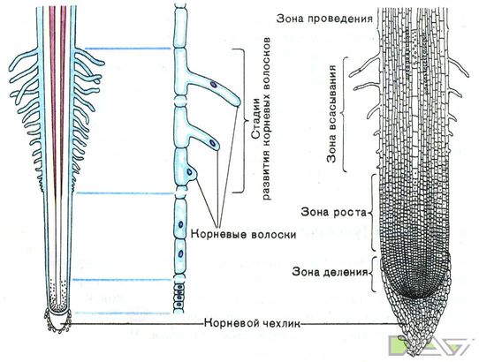 Транспорт 1