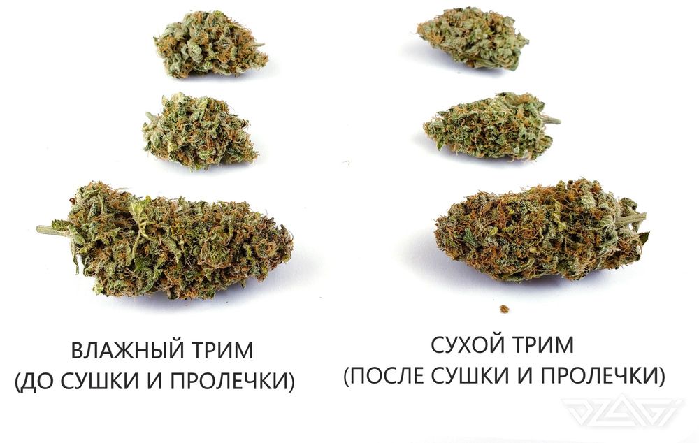 Плотные шишки 25