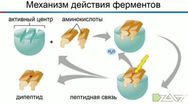 Ферменты 2