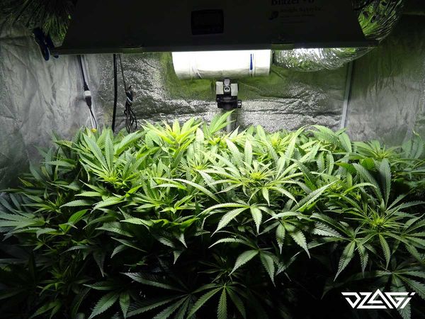 Ароматные шишки 7