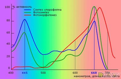 Цветные шишки 6