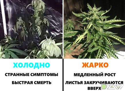Температура 3