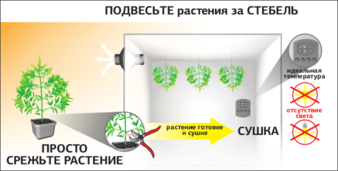 Харвест урожай