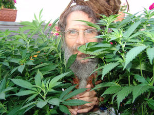 White Widow