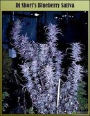 Blueberry