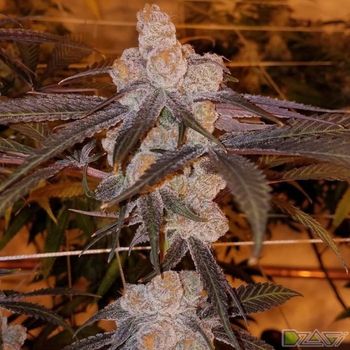 15 известных сортов — Blue Dream