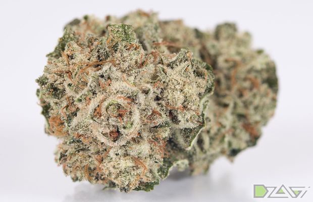 15 известных сортов — Cheese