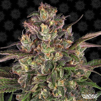 15 известных сортов — Jack Herer