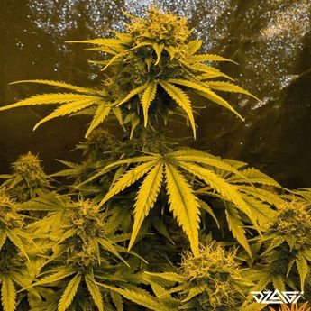 15 известных сортов — Neville's Haze