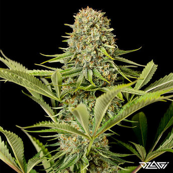 15 известных сортов — Northern Lights