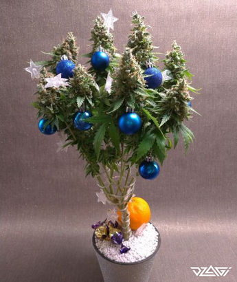 15 известных сортов — OG Kush