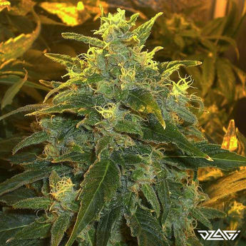 15 известных сортов — Purple Haze