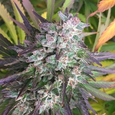 15 известных сортов — Sour Diesel