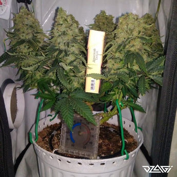 15 известных сортов — Skunk #1