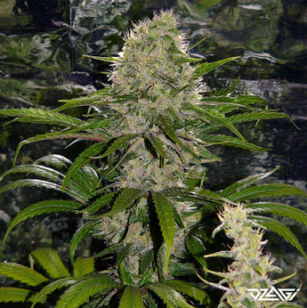 15 известных сортов — Wedding Cake