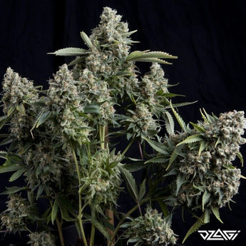 15 известных сортов — Zkittlez