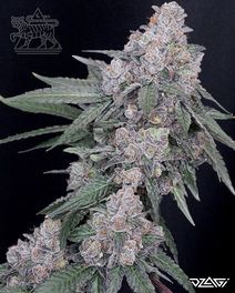 Sour Diesel Auto