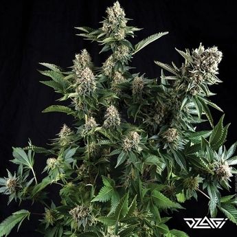 Chronic Ryder Auto