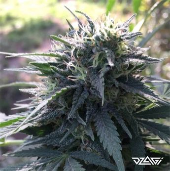 Клубничные сорта — Strawberry Amnesia