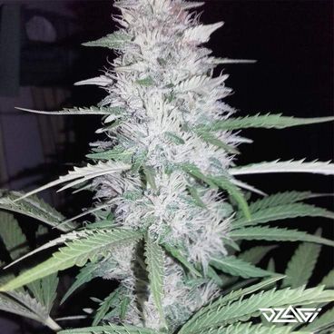 Клубничные сорта — Spliff Strawberry