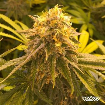 Цитрусовые сорта — Super Lemon Haze