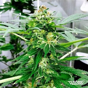 Цитрусовые сорта — Lemon Thai