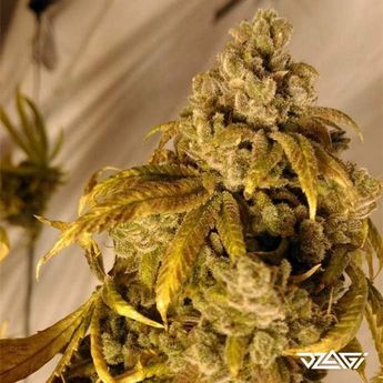 Цитрусовые сорта — Lemon Tree