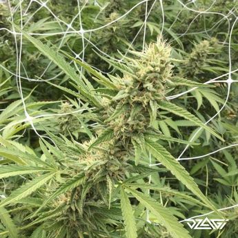 Цитрусовые сорта — Lemon Meringue