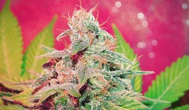 Новогодние сорта — Tangie
