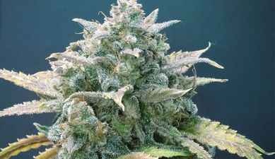 Новогодние сорта — Bubblegum