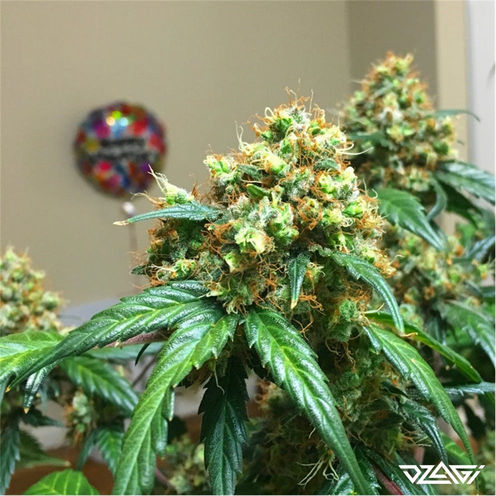 Сорта со слабым запахом — Jack Herer