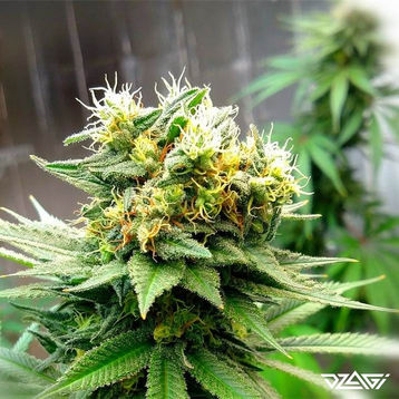 Сорта со слабым запахом — Green Ninja