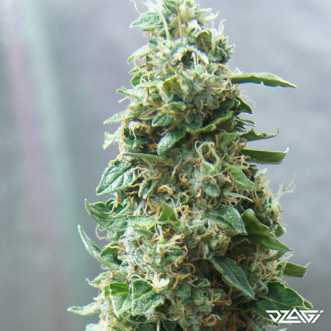Индики в России — Pineapple Chunk