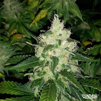 Индики в России — Critical Kush