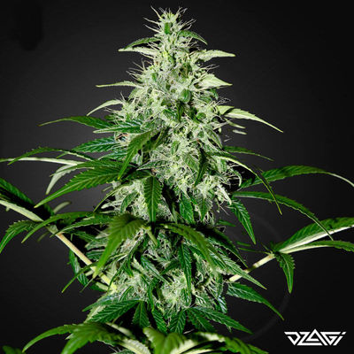 Индики в России — Big Bang Auto