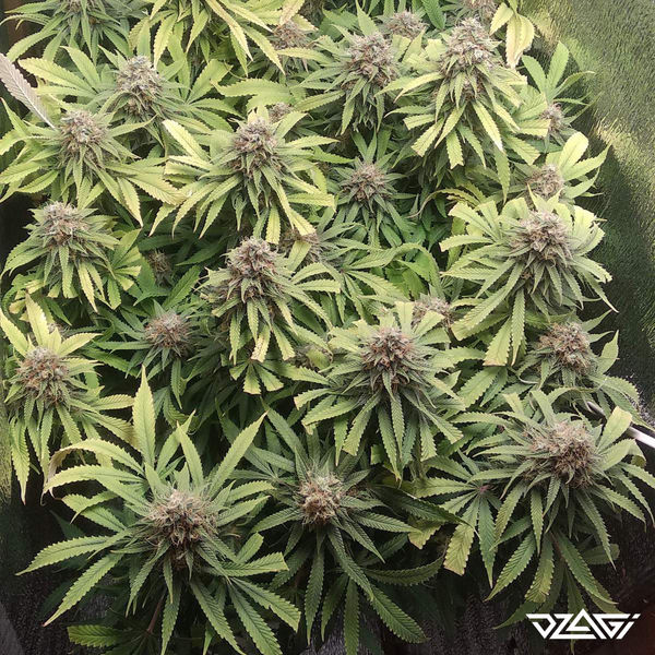 Индики в мире — Granddaddy Purple
