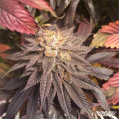 Индики в мире — Kosher Kush