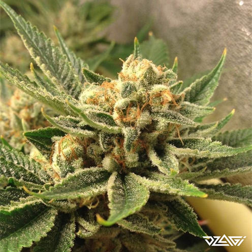 Индики в мире — Blue Cheese