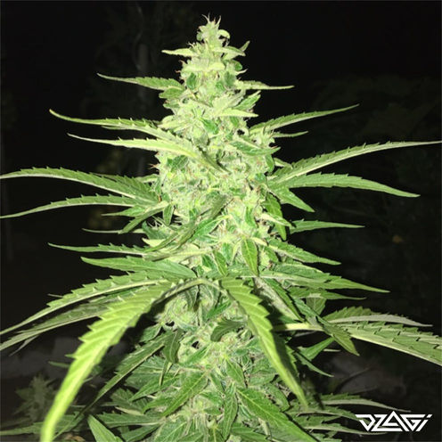 Индики в мире — Purple Kush