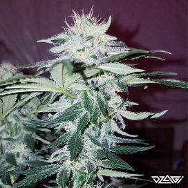 Смешные сорта — Laughing Buddha