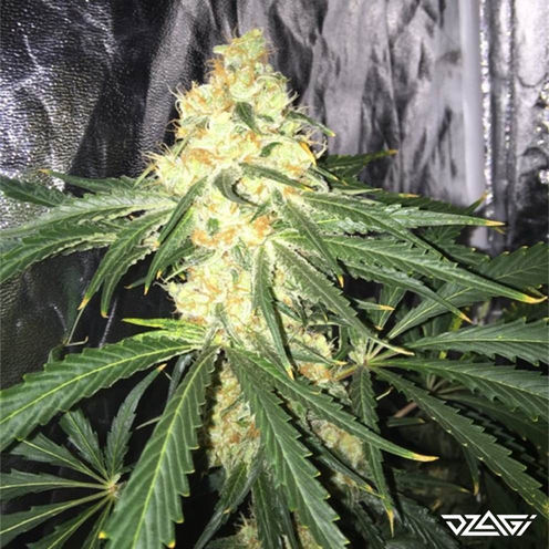 Смешные сорта — Liberty Haze