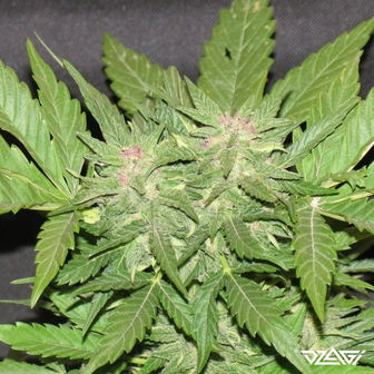 Смешные сорта — Cotton Candy Kush