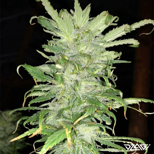 Жуткие сорта — Ghost Train Haze