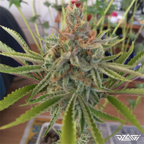 Жуткие сорта — Head Cheese