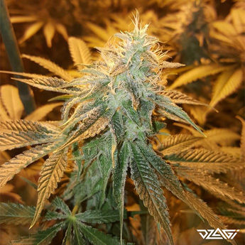 ТГКВ сорта — Willie Nelson